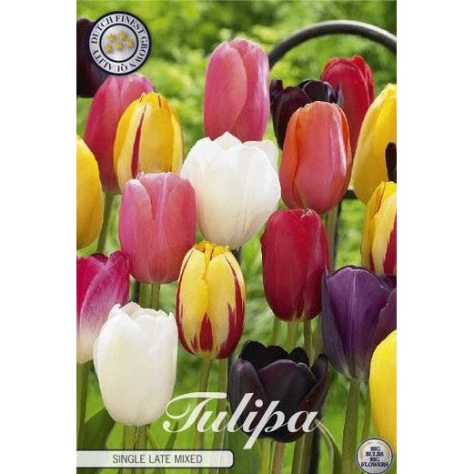 Tulpan Single Late Mixed 10-pack